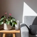 Calmahouse - Apartment In Torremolinos Free Wifi